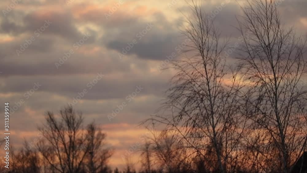 The wind blows on a tree branch at sunset. The wind blows on a tree branch at sunset.
