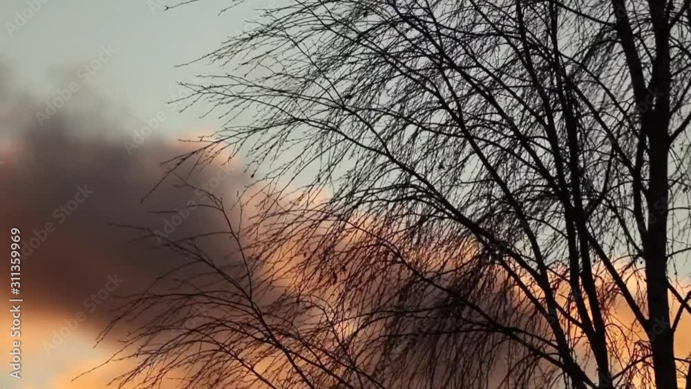 The wind blows on a tree branch at sunset. The wind blows on a tree branch at sunset.
