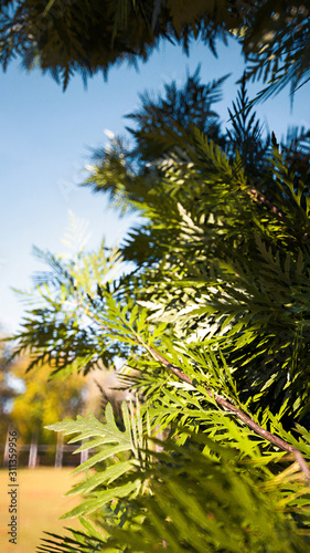 pine tree macro