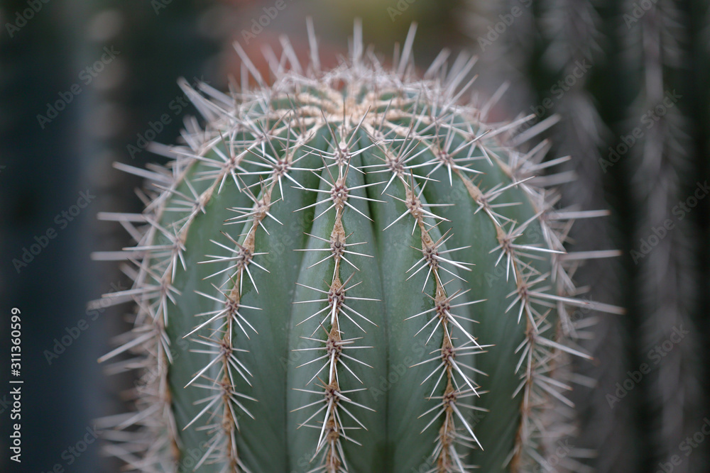 Cactus. Rare exotic succulent from the family of the perennial flowering plants Cactus. Rare exotic succulent from the family of the perennial flowering plants