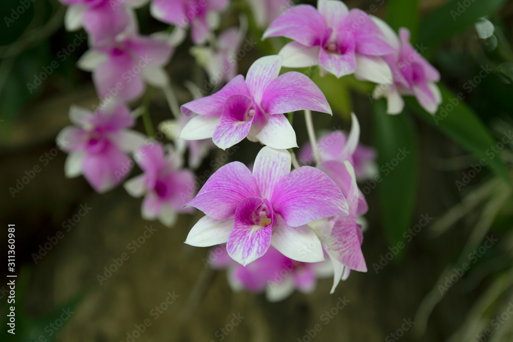 Beautiful orchid flower in Morning sun with natural background