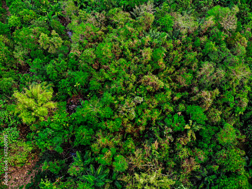 Drone photos of rainforest