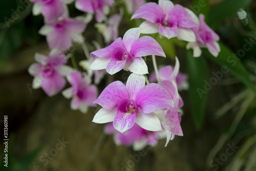 Beautiful orchid flower in Morning sun with natural background