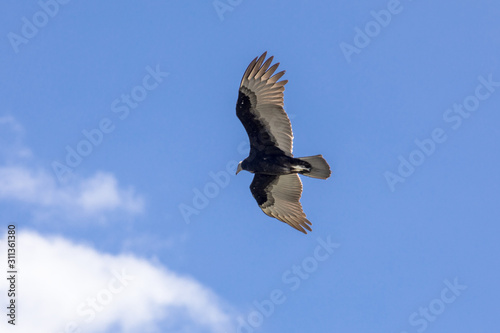 Vautour en Uruguay