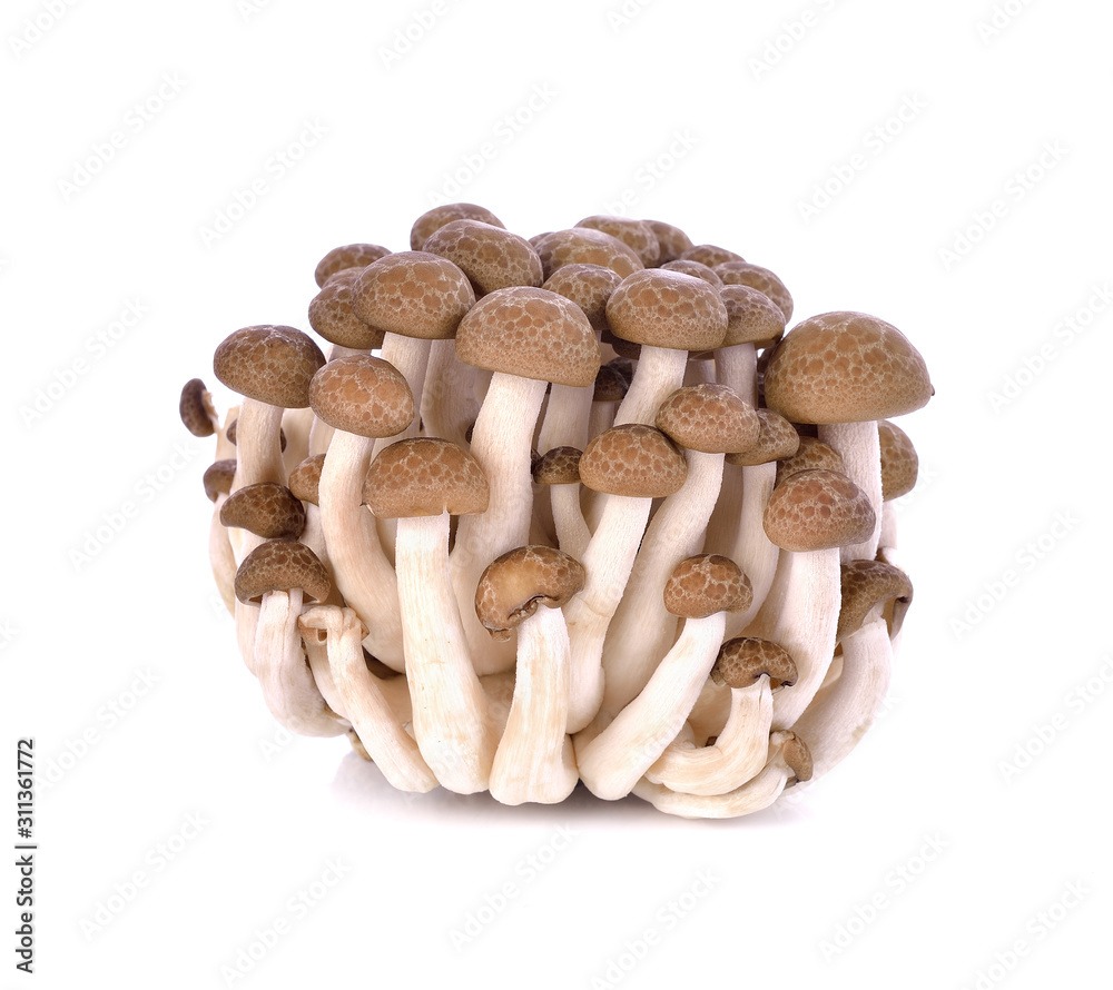 brown beech mushroom isolated on white brown beech mushroom isolated on white