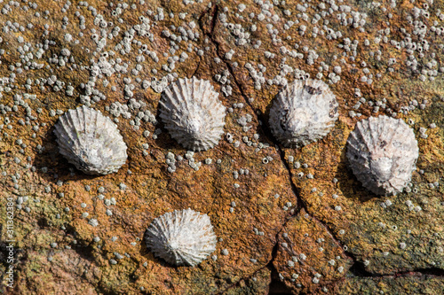 Limpets on a rock