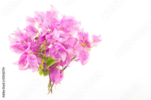 Pink bougainvillea flowers