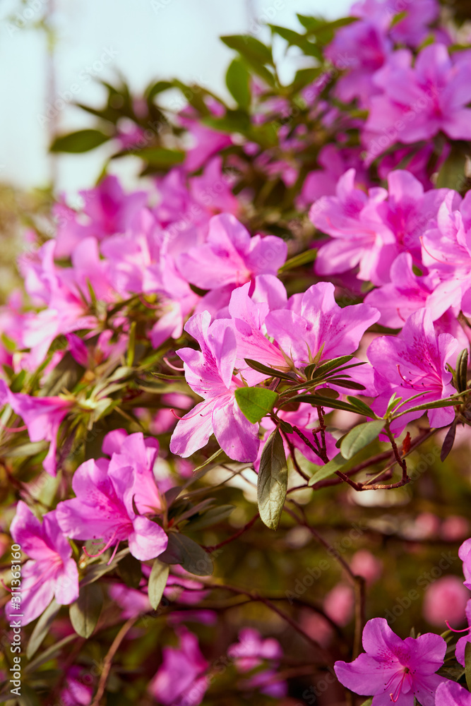 Flowers bloom azaleas, pink rhododendron buds on green background Flowers bloom azaleas, pink rhododendron buds on green background
