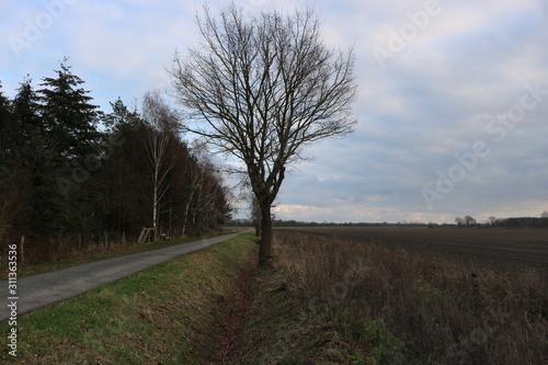 baum
