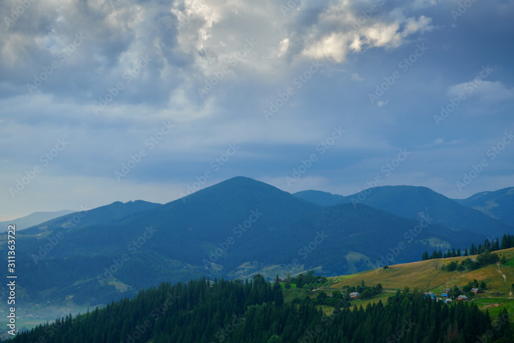 Sunset in carpathian mountains - beautiful summer landscape, spruces on hills, dark cloudy sky and bright sun light, meadow and wildflowers