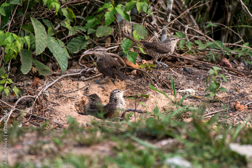 Bird photographed in Linhares, Espirito Santo. Southeast of Brazil. Atlantic Forest Biome. Picture made in 2014. Bird photographed in Linhares, Espirito Santo. Southeast of Brazil. Atlantic Forest Biome. Picture made in 2014.
