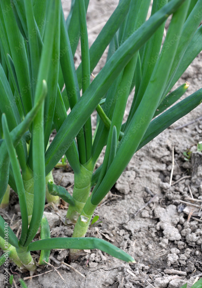 Spring in the garden grows young green onions Spring in the garden grows young green onions