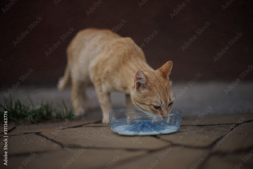 Fototapeta premium Red homeless cat eating milk from a plastic bowl on a stone floor.