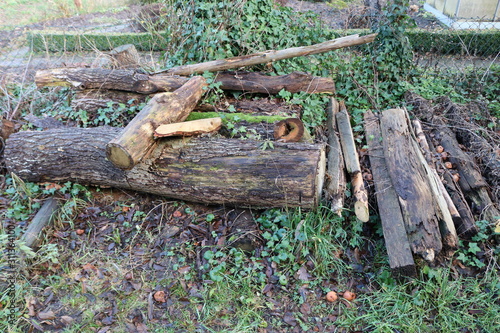 holz