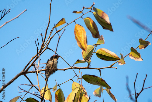 bird living in the nature, ...