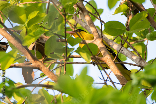 bird living in the nature, ...