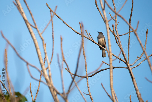 bird living in the nature, ...