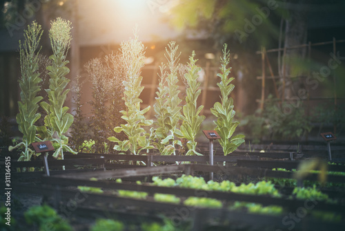 Morning organic vegetable s...