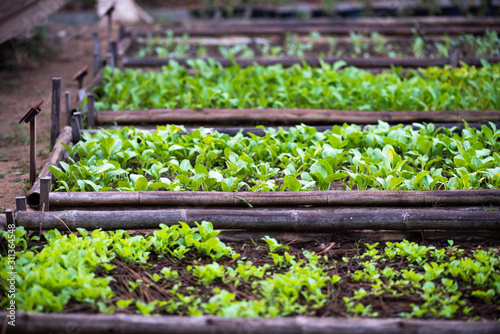 Morning organic vegetable s...
