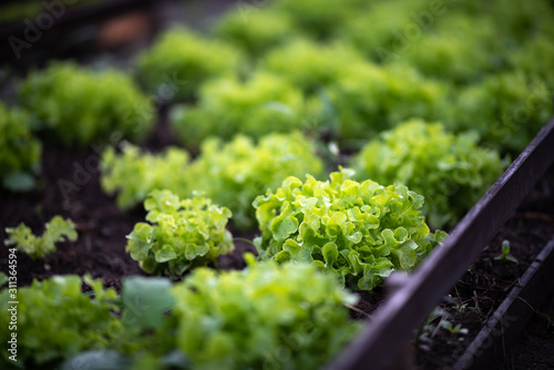 Morning organic vegetable s...