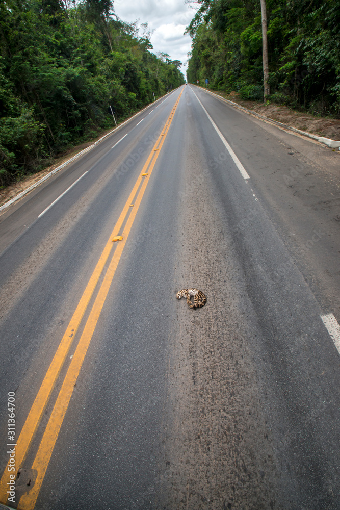 Wildlife run over on the road, in Linhares, Espirito Santo. Southeast of Brazil. Atlantic Forest Biome. Picture made in 2014.