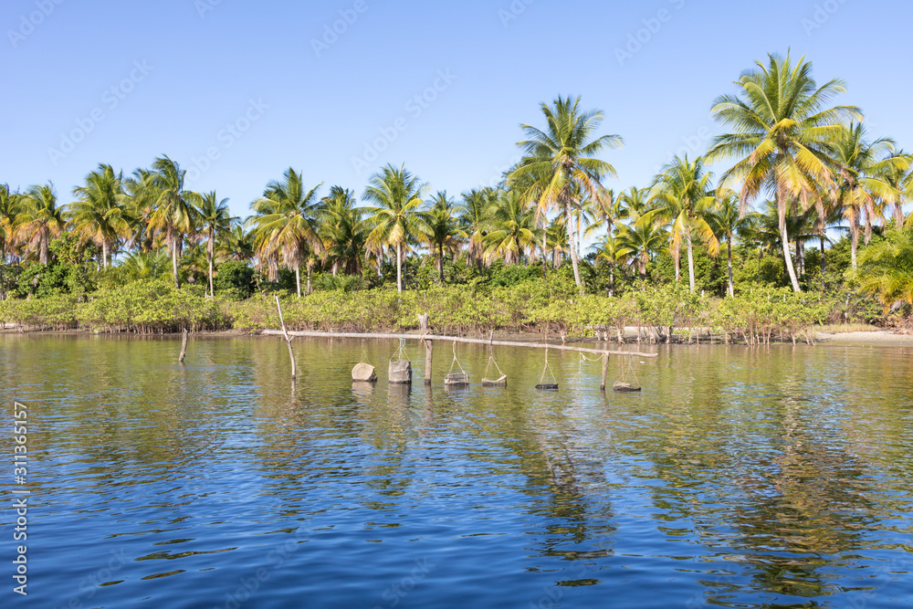 Trap view for catching oyster and fish in the middle of river. Coconut trees and blue sky background.
