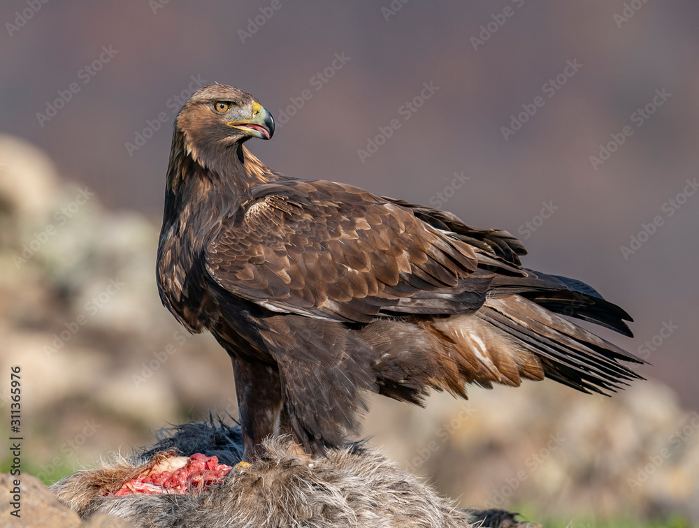 Fototapeta premium Golden eagle, Madzharovo, Bulgaria