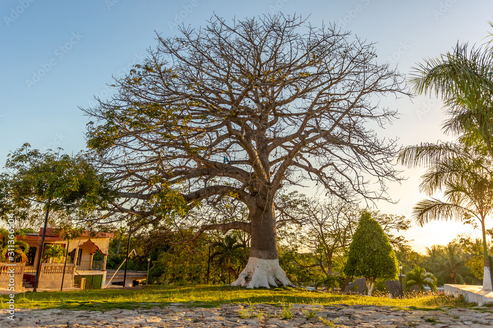 Obraz premium Big tree autumn