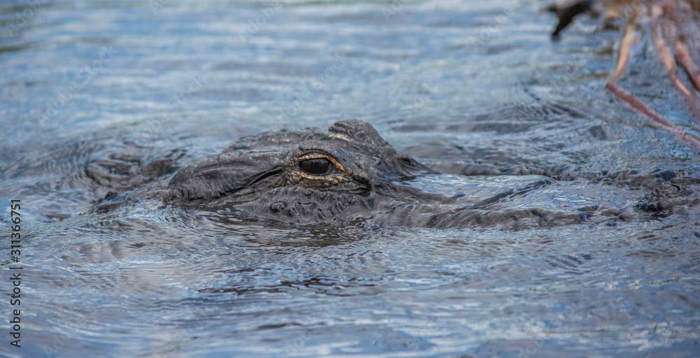 Alligator, Everglades FL Alligator, Everglades FL