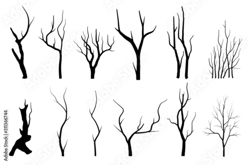 Fototapeta Naklejka Na Ścianę i Meble -  silhouettes of trees