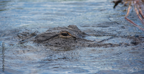 Alligator, Everglades FL
