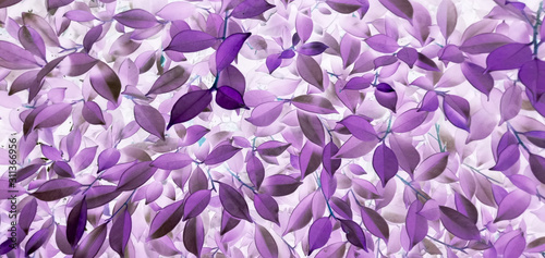 violet flower background