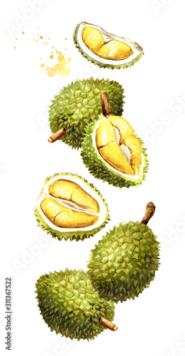 Falling Durian fruits. Watercolor hand drawn illustration isolated on white background