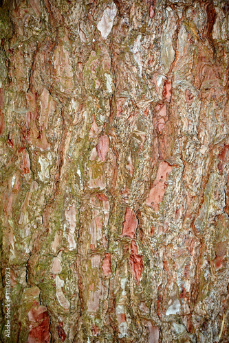 Tree bark with beautiful colors texture.