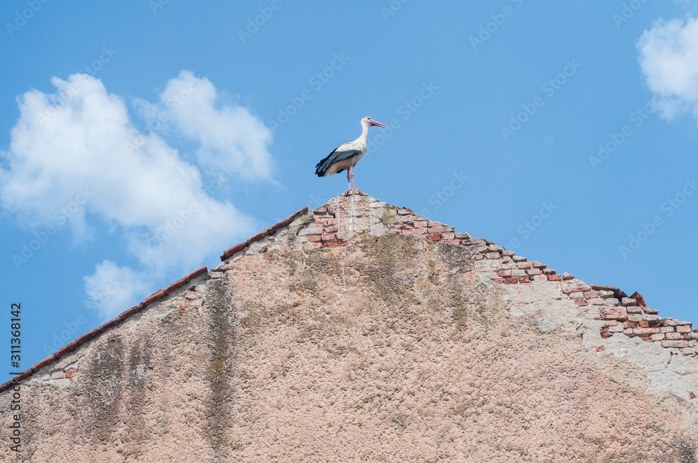 Stork perched on the ridge of old house roof on blue sky background Stork perched on the ridge of old house roof on blue sky background