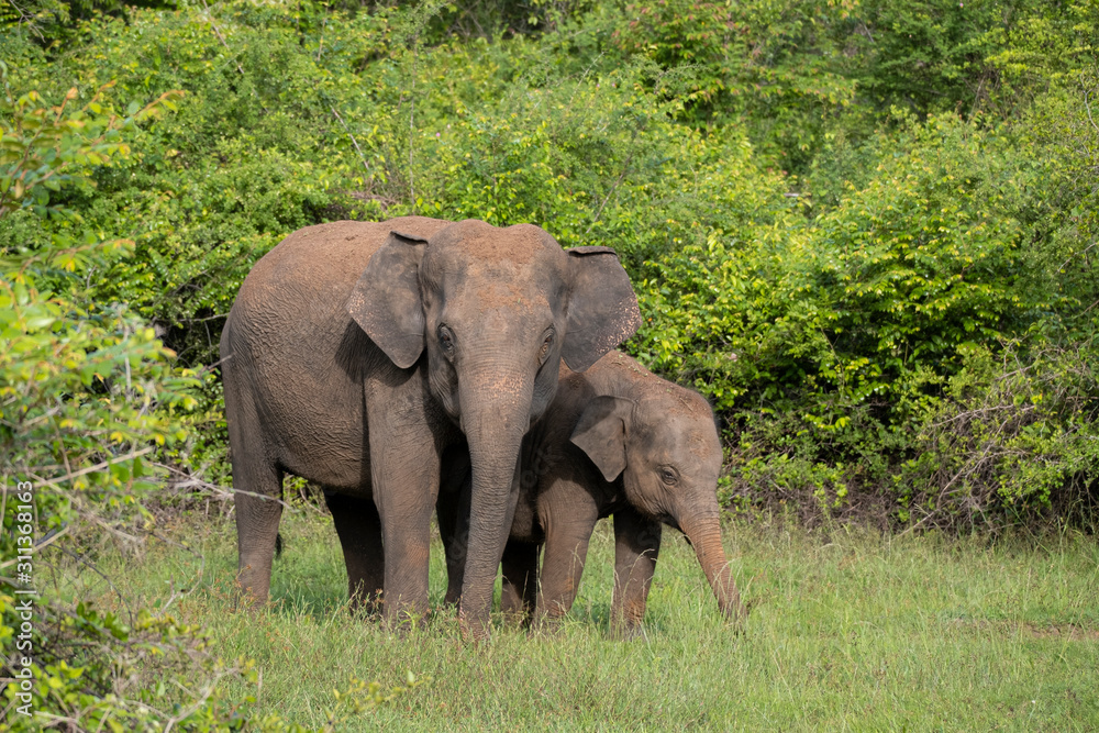 Fototapeta premium Elephant mother and baby during morning safari in Kaudulla National Park, Sri Lanka