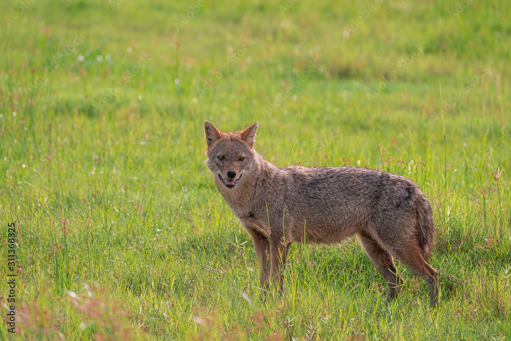 Sri Lankan golden jackal in Kaudulla National Park, Habarana, Sri Lanka Sri Lankan golden jackal in Kaudulla National Park, Habarana, Sri Lanka
