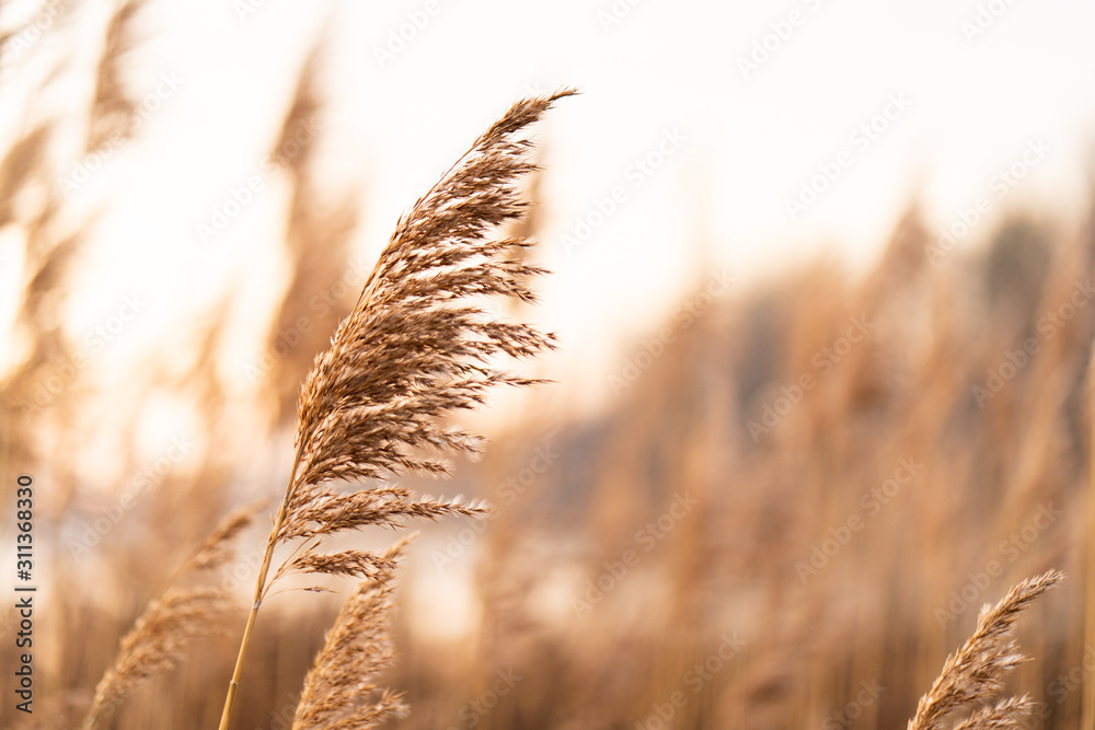 Reed Grass and Blurred Background - obrazy, fototapety, plakaty 
