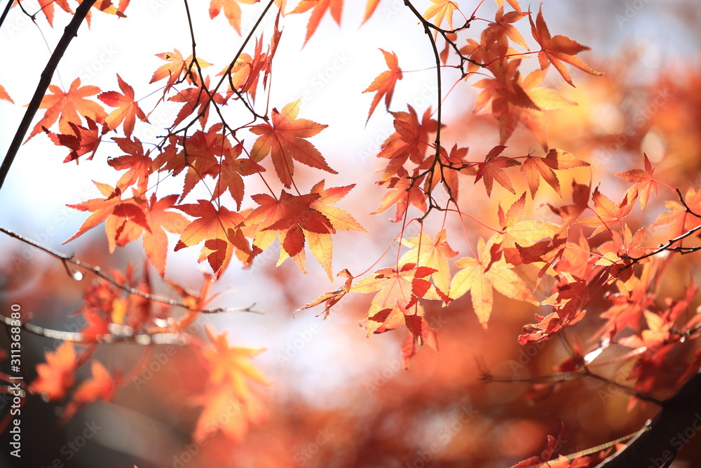 Autumnal landscape of Suizawa maple valley in the Mie Prefecture of Japan Autumnal landscape of Suizawa maple valley in the Mie Prefecture of Japan