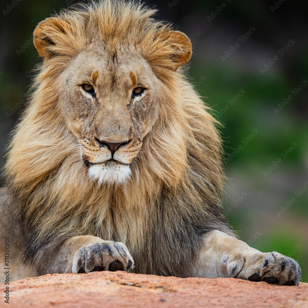 Male lion on a rocky hill looking over the Nkomazi game reserve at Badplaas in South Africa