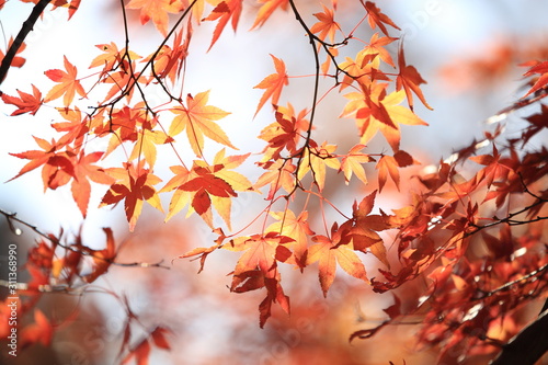 Autumnal landscape of Suizawa maple valley in the Mie Prefecture of Japan