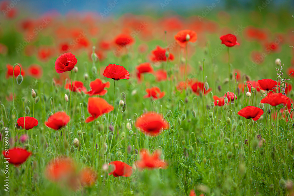 red poppy flowers with buds