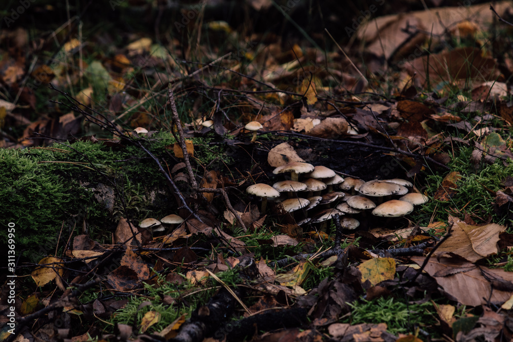 Mushrooms in a forest Mushrooms in a forest
