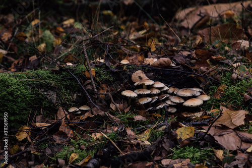 Mushrooms in a forest