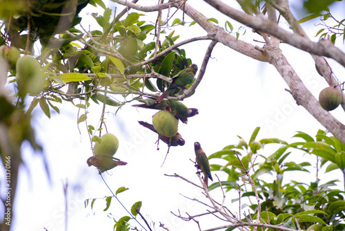 Bird photographed in Linhares, Espirito Santo. Southeast of Brazil. Atlantic Forest Biome. Picture made in 2014.