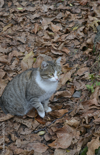 portrait of a cat in the garden