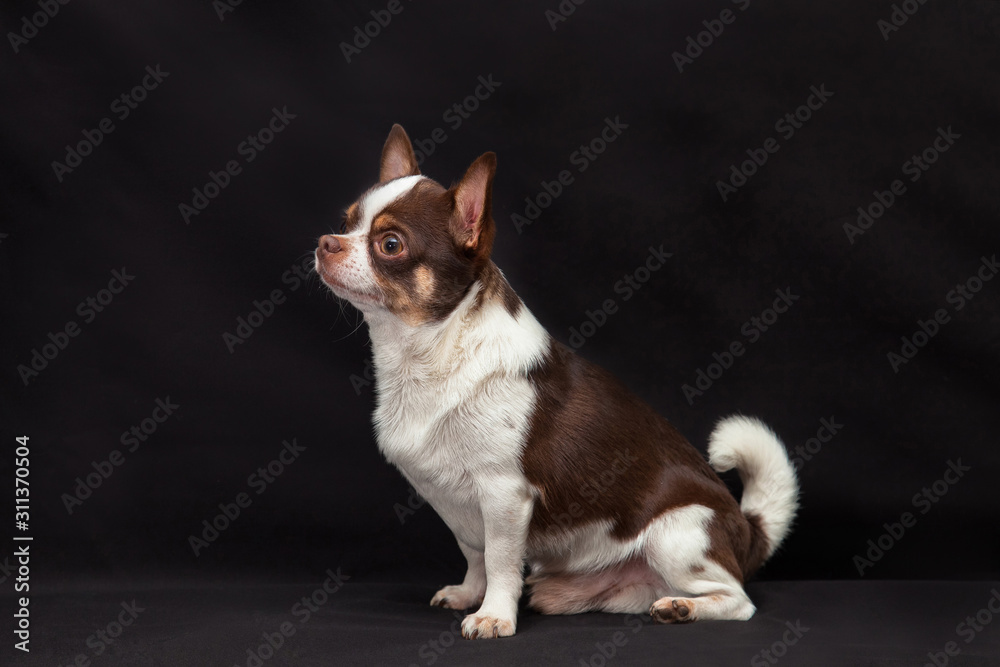 Dog chihuahua chocolate white color on a black background Dog chihuahua chocolate white color on a black background