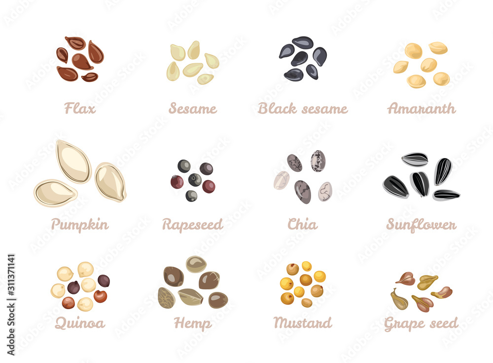 Seed set. Vector illustration of Flax seed, Sesame, Black sesame