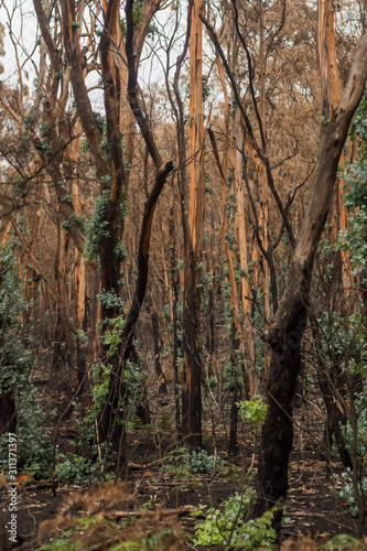 Eucalyptus trees recovering after severe australian bushfires. Many species of eucalyptus can survive and re-sprout from buds under their bark or from a lignotuber at the base of the tree.