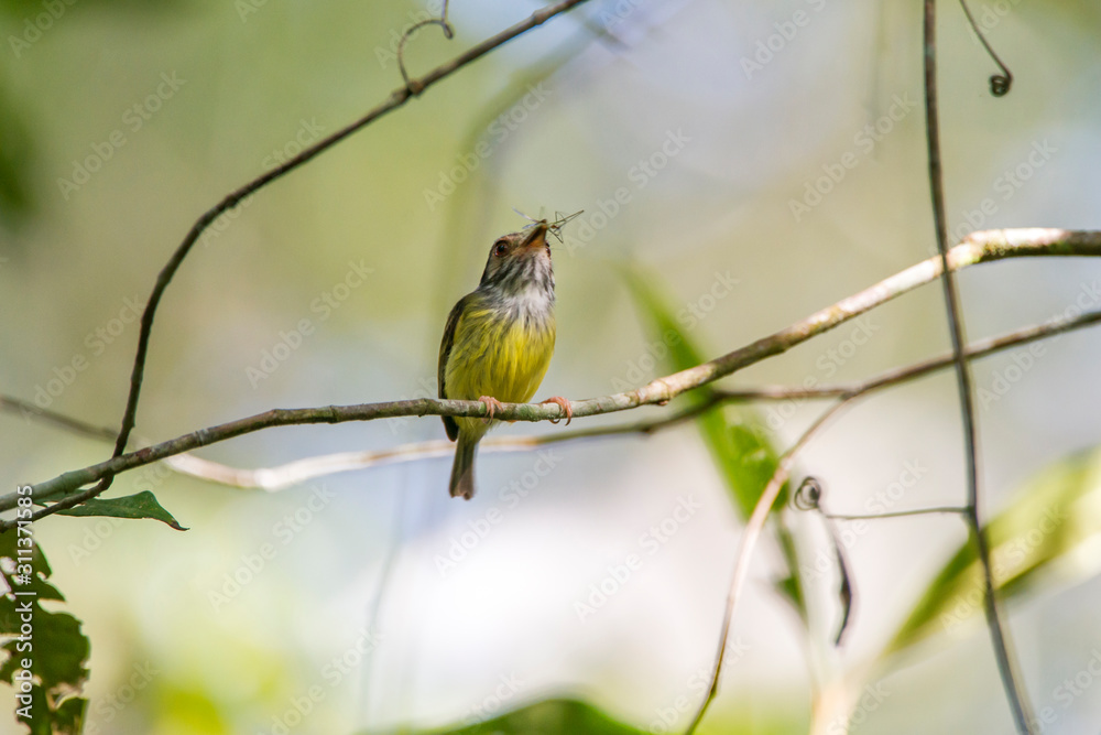 Fototapeta premium Bird photographed in Linhares, Espirito Santo. Southeast of Brazil. Atlantic Forest Biome. Picture made in 2014.